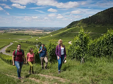Eine Gruppe Wander:innen auf dem Weg durch grüne Weinberge, im Hintergrund der Blick über Felder