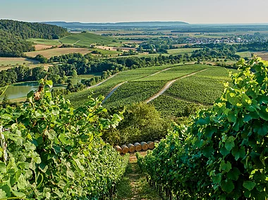 Handthaler Weinberge