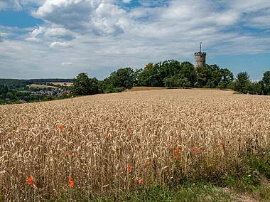 Weizenfelder mit Blick auf die Ruine Wallburg  bei Eltmann